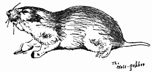 The Mole-gopher