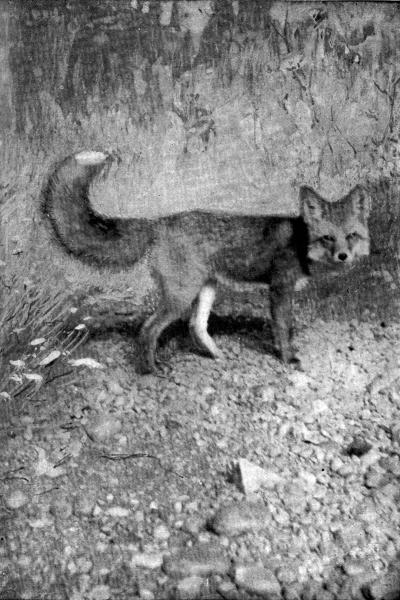 V. Red Fox

Captive; photo by E. T. Seton
