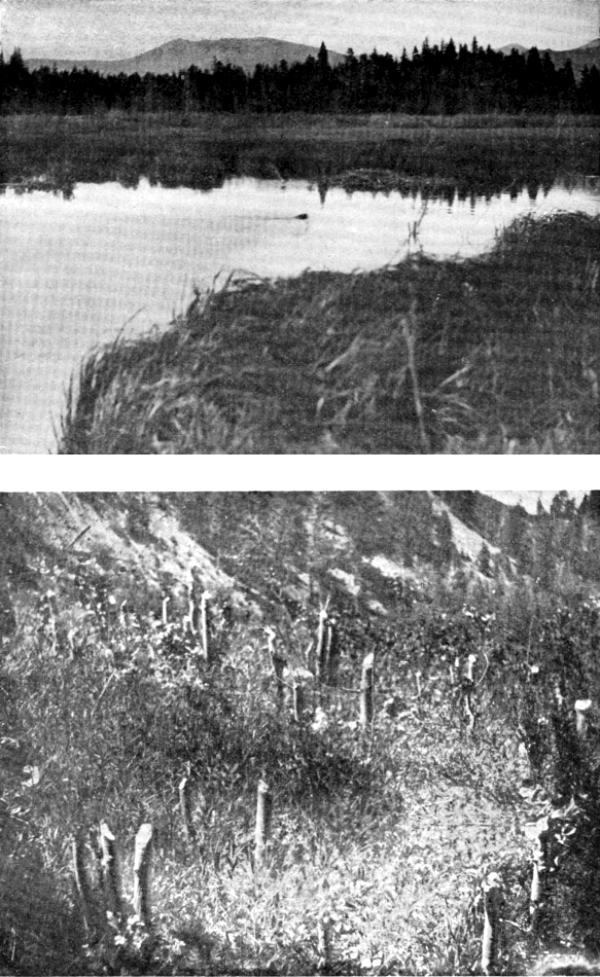 VII. Beaver: (a) Pond and house; (b) Stumps of tree cut and
removed by Beaver, near Yancey's, 1897

Photos by E. T. Seton