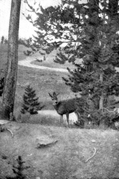 VIII. Mule-deer

Photo by E. T. Seton