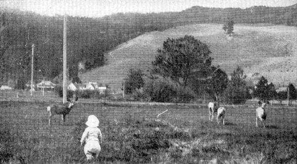 XII. A young investigator among the Deer at Fort Yellowstone

Photo by E. T. Seton
