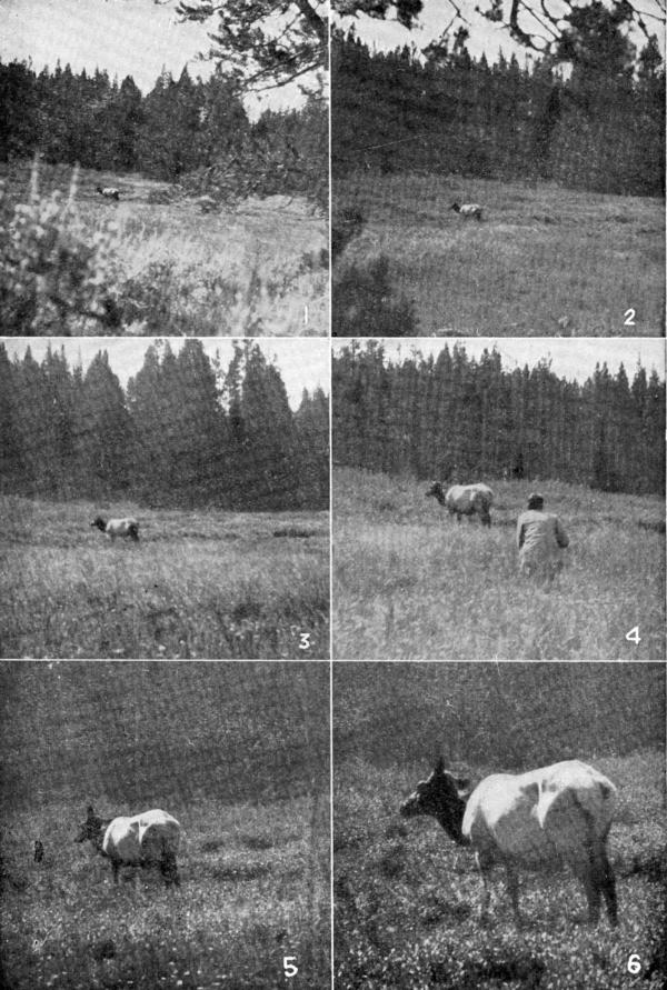 XV. The first shots at the Hoodoo Cow

Photos by E. T. Seton