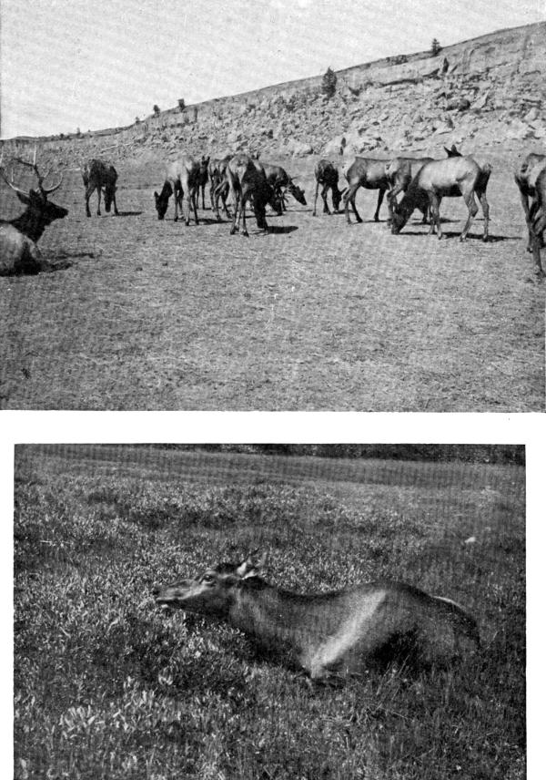 XVII. Elk on the Yellowstone: (a) In Billings Park;
(b) Wild Cow Elk

Photos by E. T. Seton