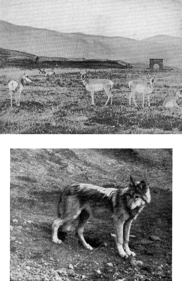 XX. Near Yellowstone Gate: (a) Antelope
Photo by F. Jay Haynes

(b) Captive Wolf
Photo by E. T. Seton