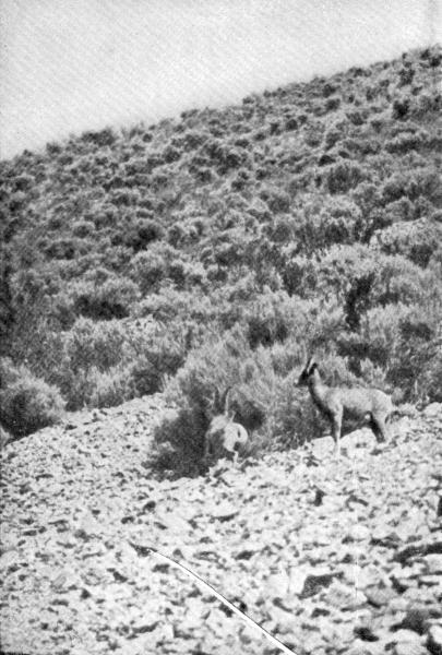 XXI. Mountain Sheep on Mt. Evarts

Photo by E. T. Seton