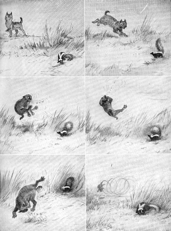 XXIII. The six chapters of the Bobcat's adventure.
(a) The Bobcat appears on the scene; (b) "Ha," he says, "A meal for me."
"Beware," says the Skunk; (c) "No! Then take that," says the Skunk;
(d) "Ow-w-ow-w"; (e) "I told you so"; (f) "How pleasant is a peaceful
meal"

Sketches by E. T. Seton
