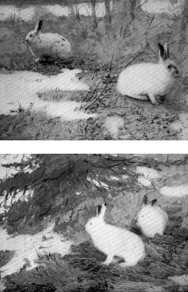 XXVII. The Snowshoe Hare is a cross between a Rabbit
and a Snowdrift

Captives; photo by E. T. Seton