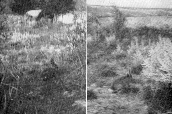 XXVIII. The Cottontail freezing

Photos after sunset, by E. T. Seton