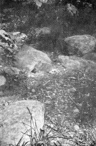 XXIX. The Baby Cottontail that rode twenty miles in my hat

Photo by E. T. Seton