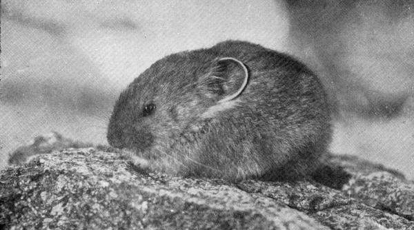 XXXIV. The Coney or Calling Hare

Photo by W. E. Carlin