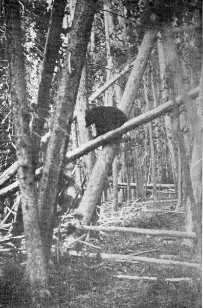 XLII. One meets the Bears at nearly every turn in the woods

Photo by E. T. Seton