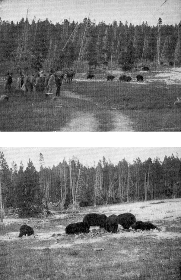 XLV. The Bears at feeding time

Photos by F. Jay Haynes