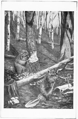 The Beaver Lumbering.