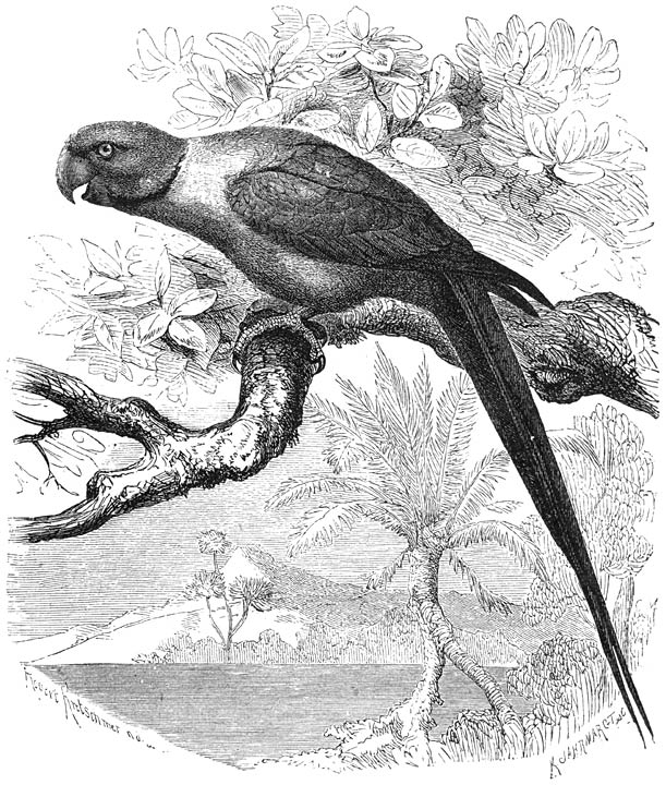 Halsbandparkiet (Palaeornis torquatus). ⅖ v. d. ware grootte.