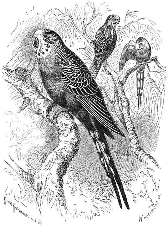 Zangparkiet (Melopsittacus undulatus). ⅝ v. d. ware grootte.