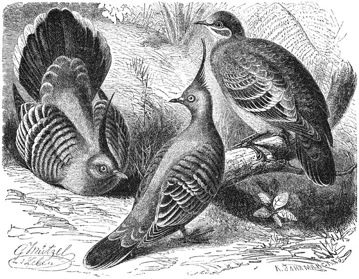 1) Gekuifde Tortel (Phaps lophotes), 2) Bronsvleugelige Spiegelduif (Phaps chalcoptera). ¼ v. d. ware grootte.
