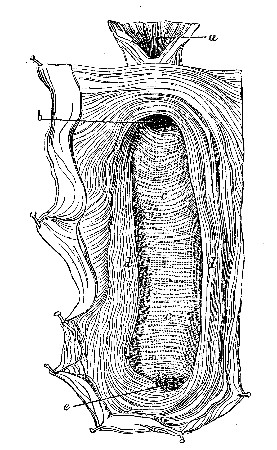 View of Gastro-duct, after Flourens.