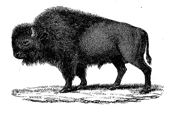 THE BISON. 