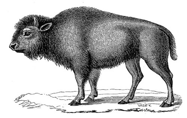 Young female Bison, after Cuvier.