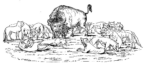 Bison surrounded by Wolves, after Catlin.