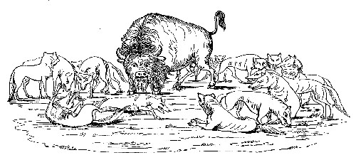 Bison surrounded by Wolves, after Catlin.