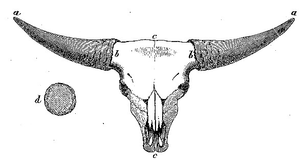 Skull of Domestic Gayal, viewed in front, with Section of
Horn.