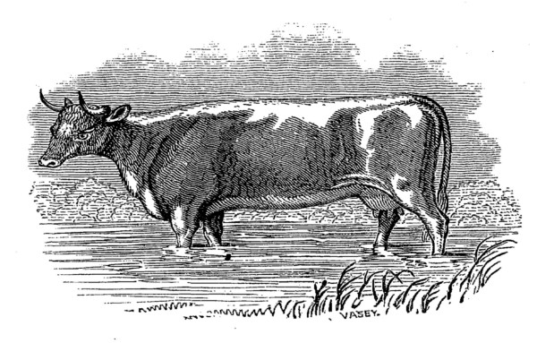 邦楽 COW COW was INNOCENT. Amazon.co.jp: COW COW was