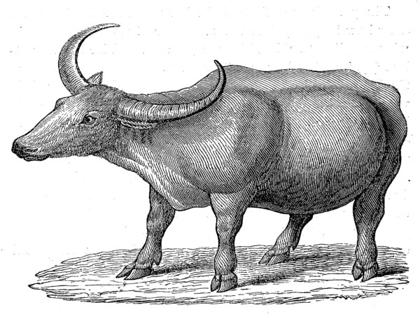 The Project Gutenberg eBook of Delineations of the Ox Tribe, by George  Vasey.