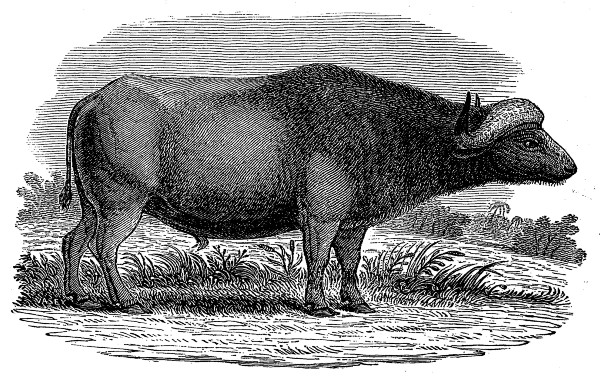 The Project Gutenberg eBook of Delineations of the Ox Tribe, by George  Vasey.