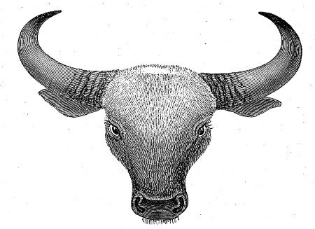 Head of Gaur, from the stuffed Specimen in the British
Museum.