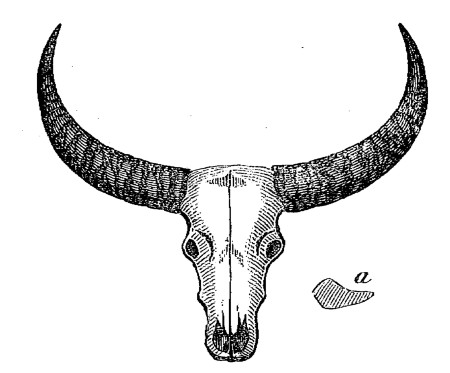 (1).—Horns of young Arnee—Scale of Half an Inch to a
Foot.