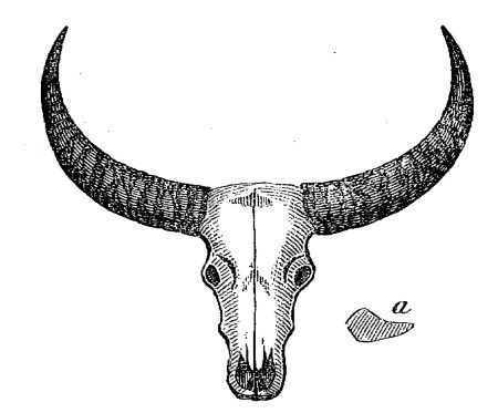 (1).—Horns of young Arnee—Scale of Half an Inch to a
Foot.