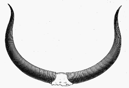 Horns of Galla Ox.