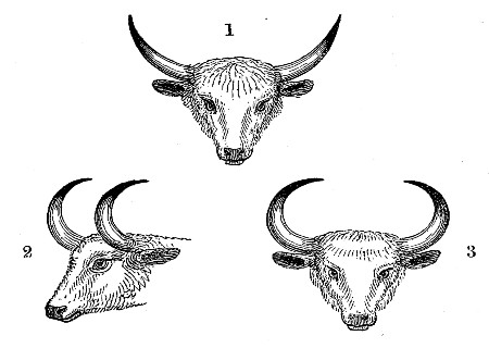 1. Head of the perfect animal. 2, 3. Heads of the
emasculated animal.