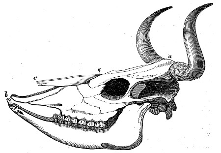Skull of Domestic Ox.