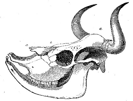 Skull of short-nosed Ox of the Pampas.