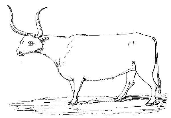Hungarian Ox, Bos Taurus, from a specimen in the
British Museum.
