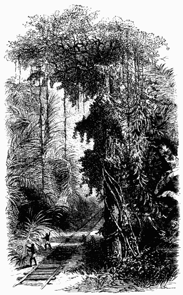 Panama Vegetation.—Page 22.