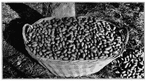 Pecan Nuts—uniform in size, color and shape. Variety,
Curtis.