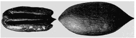 Fig. 7a. The Mantura Pecan.
