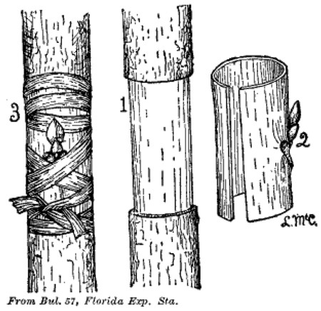 Fig. 20. Annular Budding. 1. Stock prepared for bud. 2. Bud. 3. Bud in
place and tied.