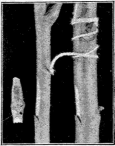 Fig. 22. Chip Budding. Bud cut; Incision made; Bud in
place.