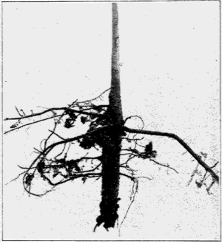 Fig. 26. Pecan Tree grown on quicksand. Note the
taproot.