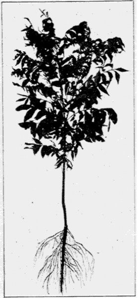 Fig. 33. A nursery tree with a good root system.