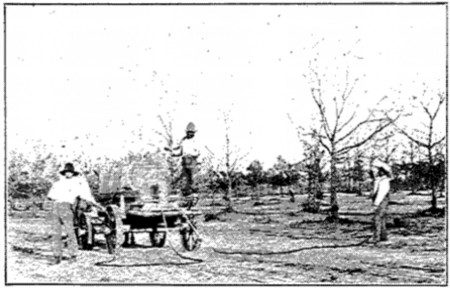 Photo by H. A. Gossard.

Fig. 36. Spraying Pecan Trees.