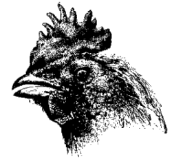 head of rooster