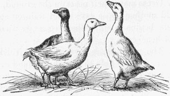 three geese