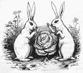 rabbits eating