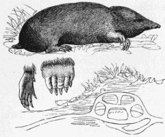 mole and his habitat