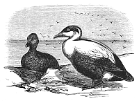 The eider-duck